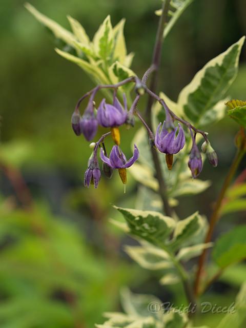 Solanum dulcamare.JPG